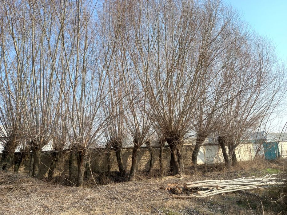 Толлар сотилади бешик учун