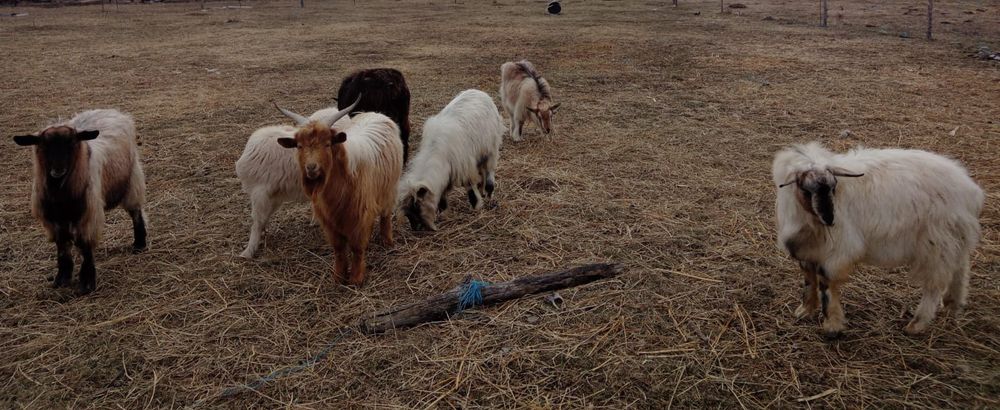 Vând iezi tineri care au 10 luni