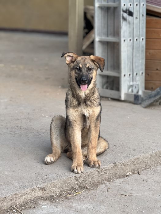 Крупный пёс Макс ищет хозяев!