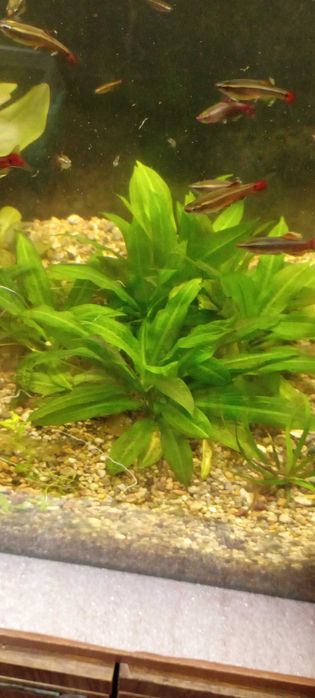 Эхинадорус тропика (детка)