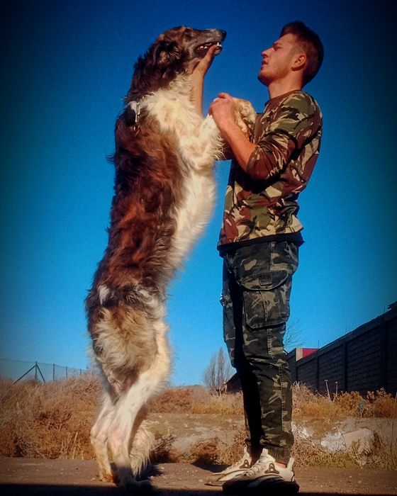 Дрессировка собак кинолог