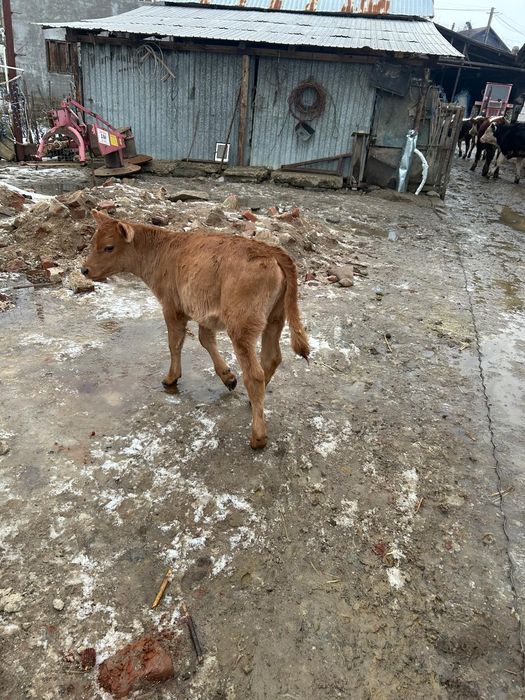 Vând vitele pe mărimi