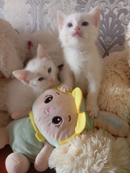 Продаются Котята