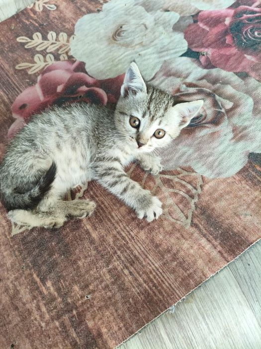 Отдам котенка в добрые руки