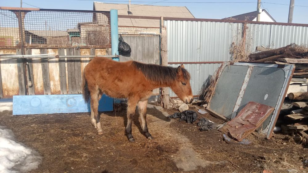 Продам жеребёнка жеребчик