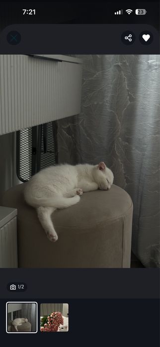Кот подросток бесплатно