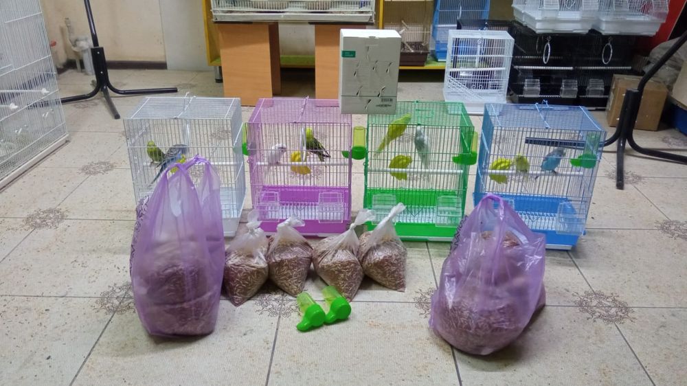 Попугай комбо комплект