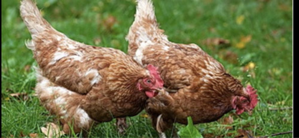 Куры несушки Ломан браун