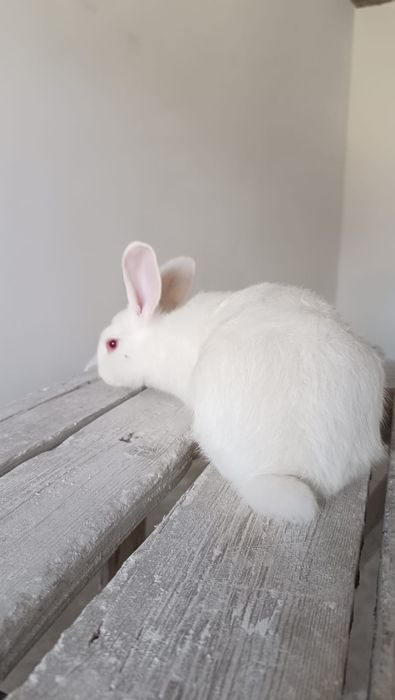 Продаются декоративные кролики