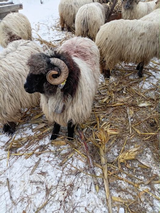 Vând berbecut cirlan