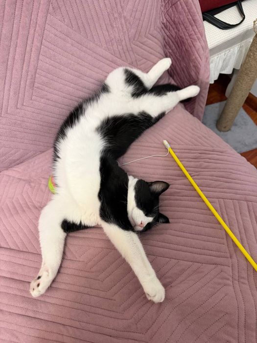 Отдадим кота бесплатно