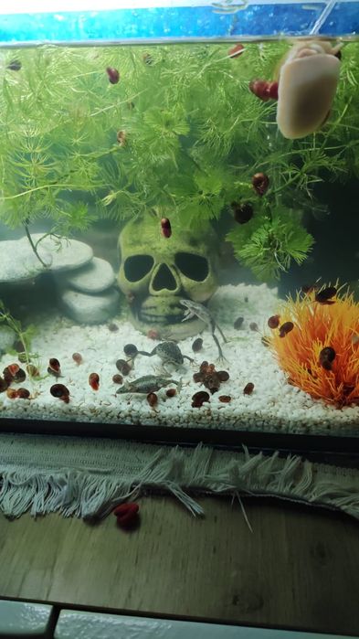 Аквариум с обитателями