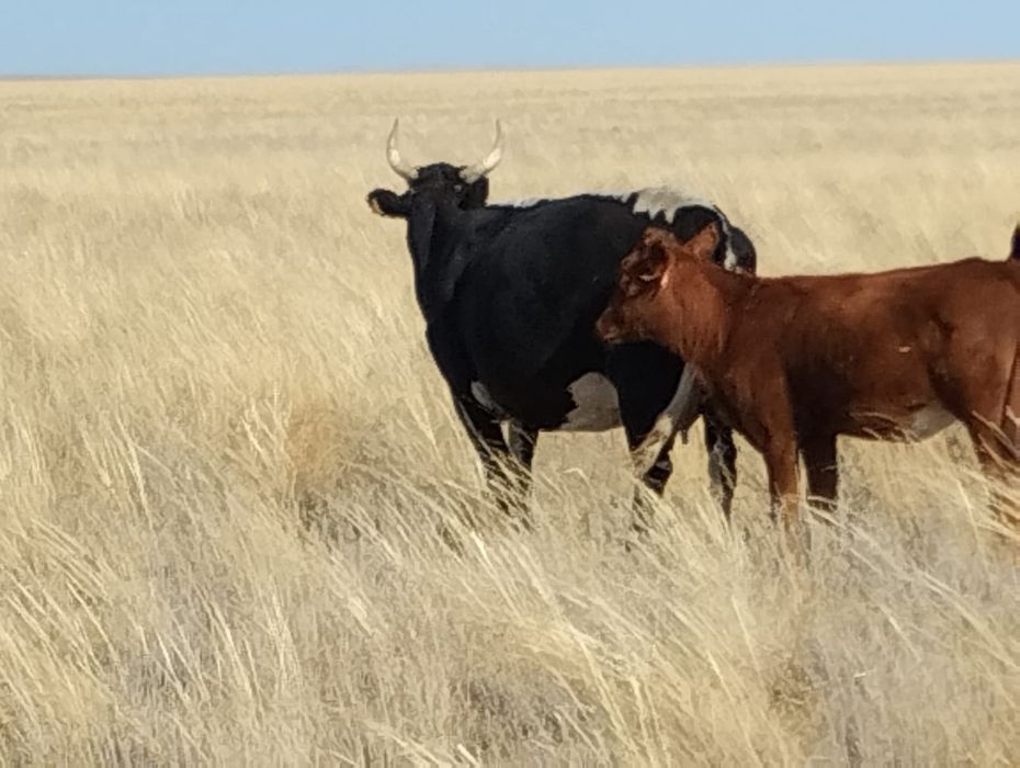 Сиырлар сатылады