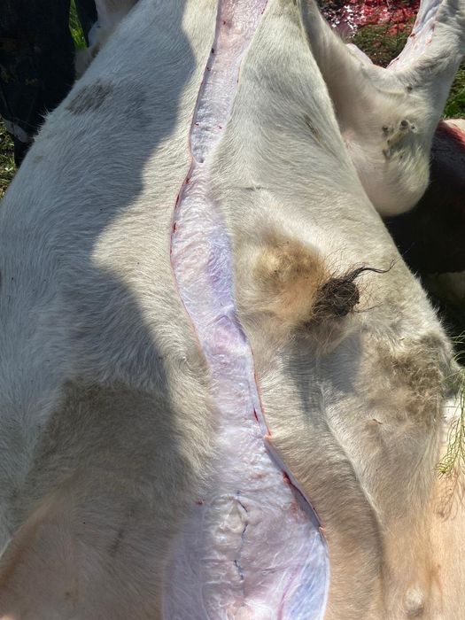 Продам мясо говядина с откорма