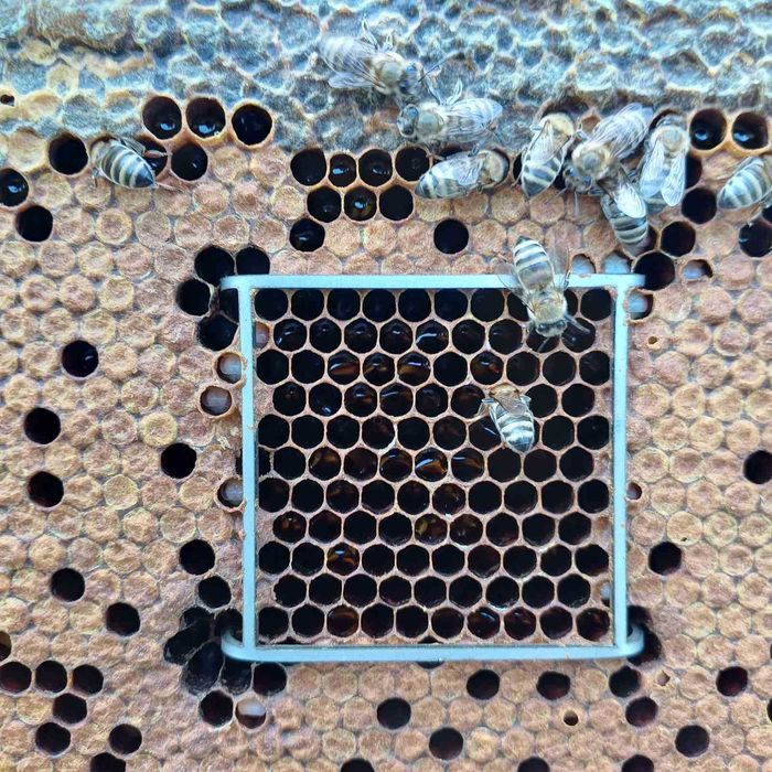 Биологични пчелни майки  от регистриран  производител сезон 2026 г.