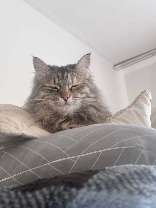 сибирская кошка ищет дом