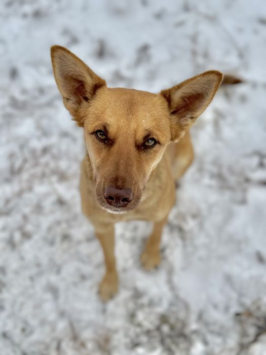 Предлагаются шикарные щенки!
