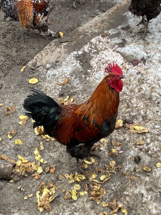 Продам молодых петухов