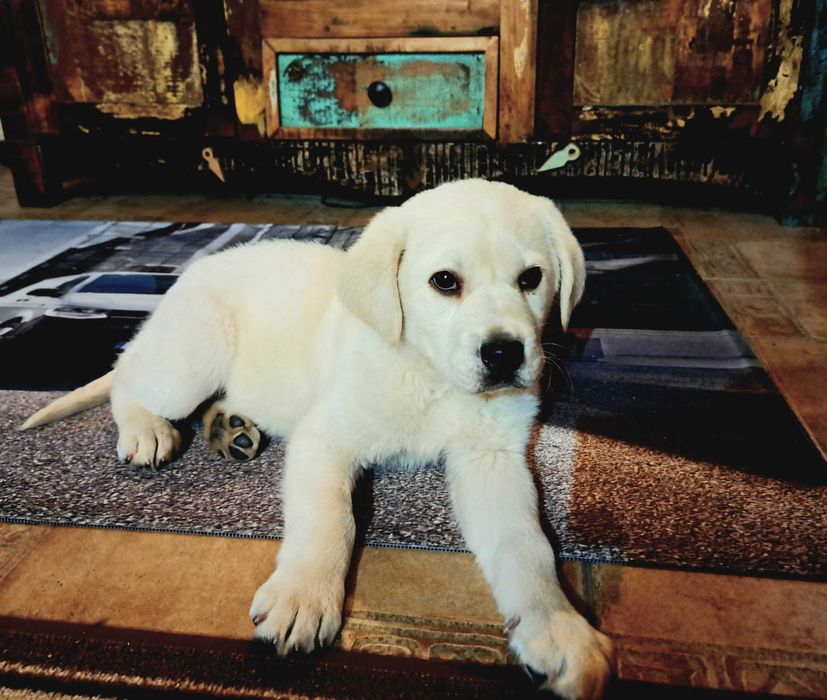 Прекрасно мъжко лабрадорче.