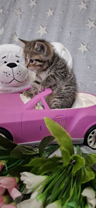 Британский котёнок девочка