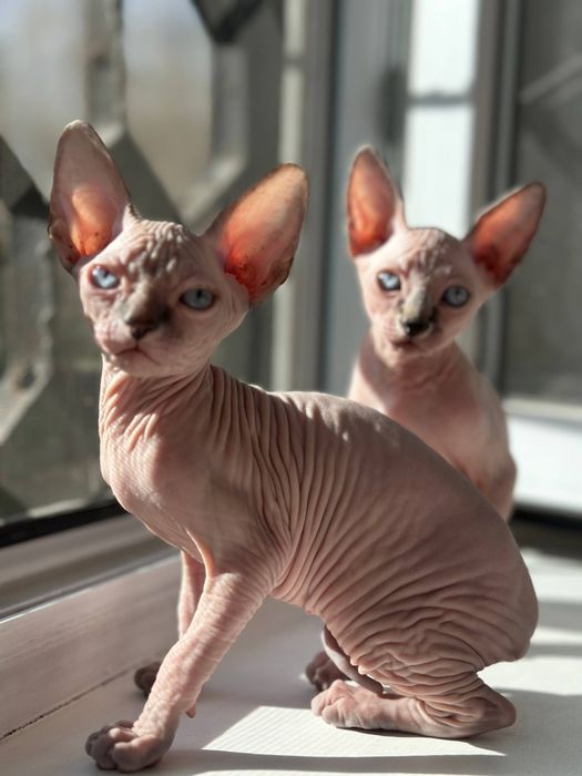 Котята канадского сфинкса