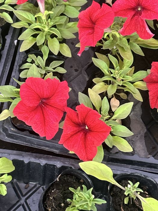 Петуния оптом и в розницу