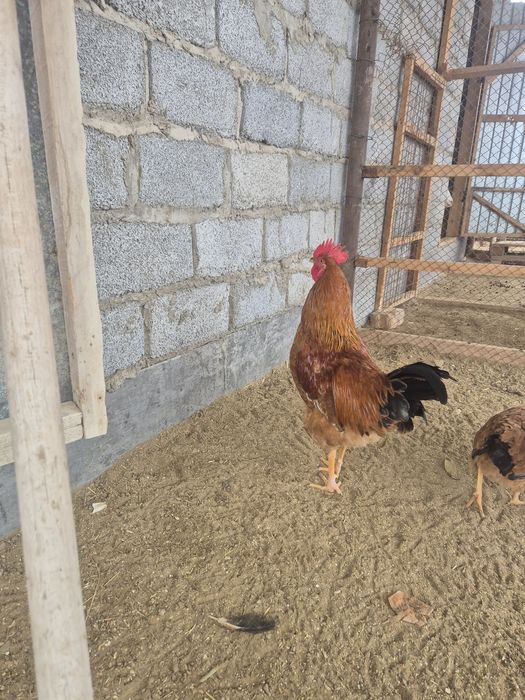 Кучинский тұқымды қораздар сатылады