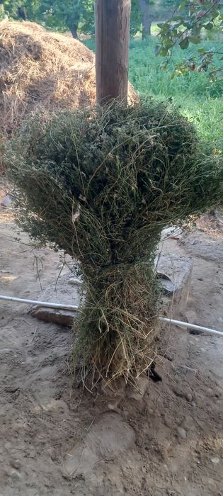 Beda sotiladi 5.000 sòmdan