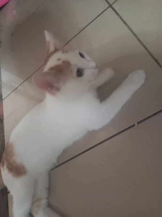 Отдам даром Котенок