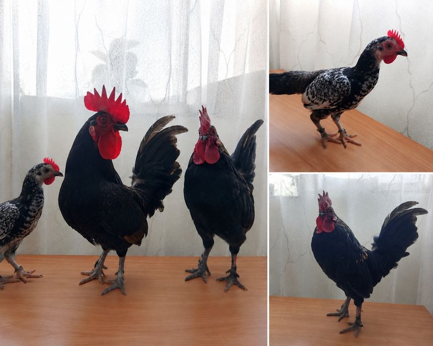 Cocoși Americani