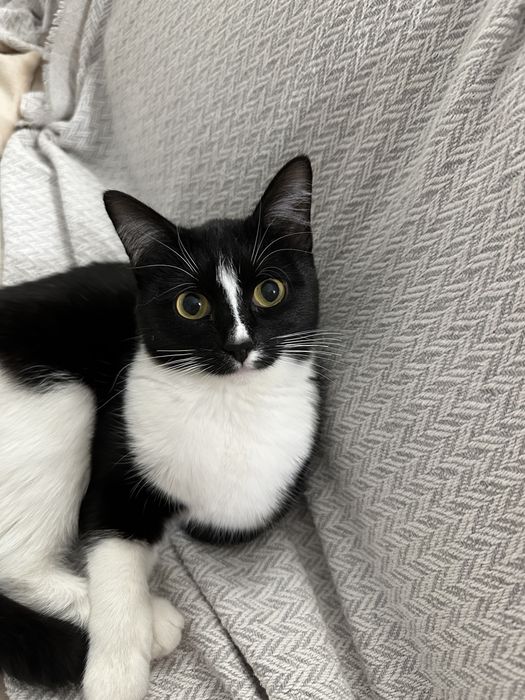 Отдам котенка девочку