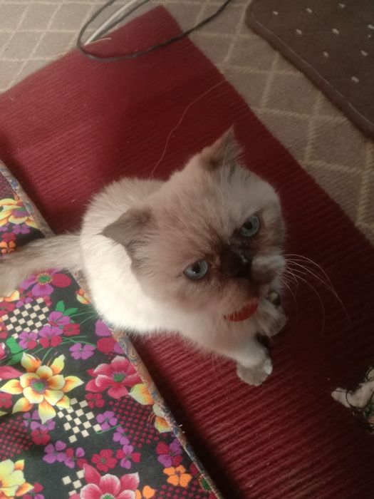 Mushuk bolalari sotiladi.