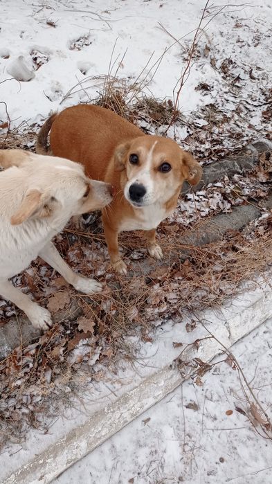 Собачки_ищем дом для них