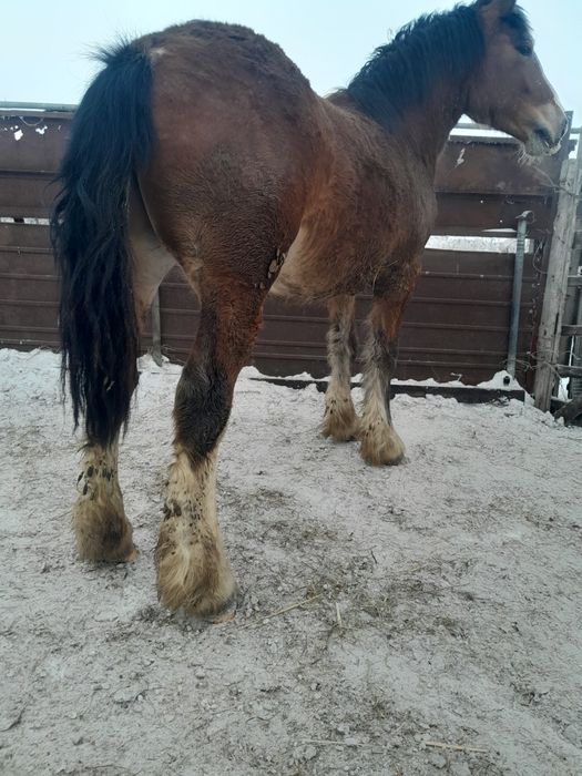 Продам жеребчика