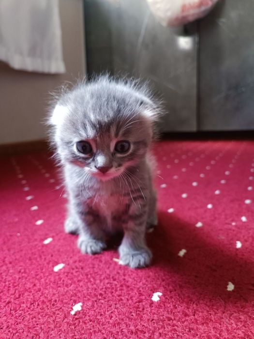 Продаются котята скоттиш страйт