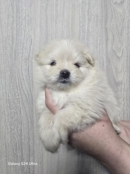 Предлагаю  кукольный мини девочку