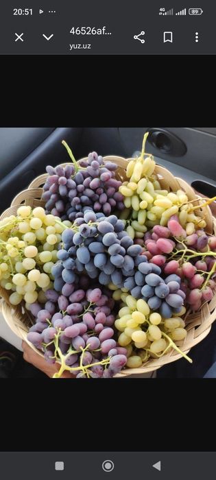 Hazorboq  TOYFI   uzum  koʻchatlari  sotiladi
