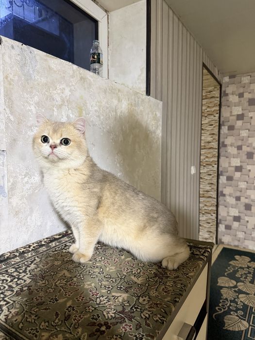 Вязка! Не продается. Мальчик 2 года