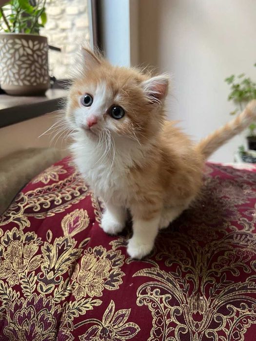 Котята, возраст 2 месяца