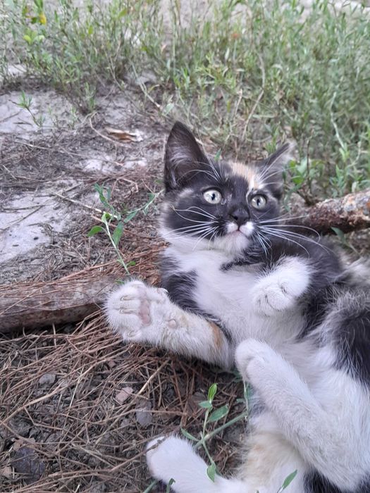 Котёнок отдаю бесплатно