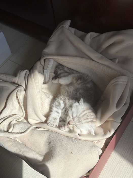 Шотландский котенок