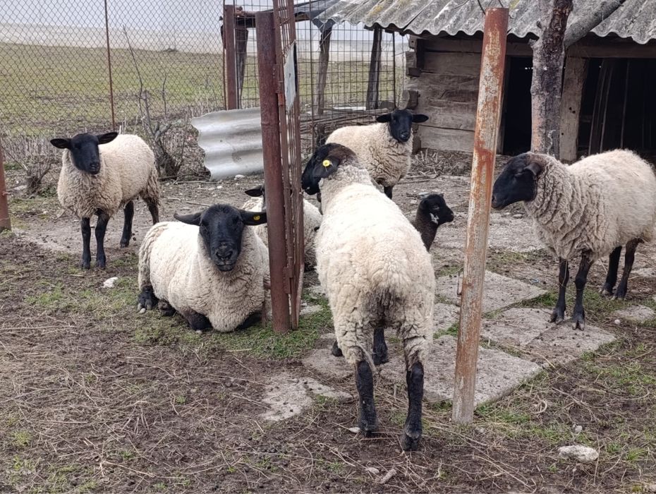 Vând 6 oi Suffolk cu miei