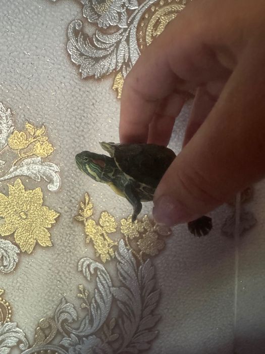 Продам мини черепашек