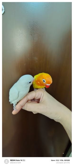 Ruchnoy popugay nerazluchka