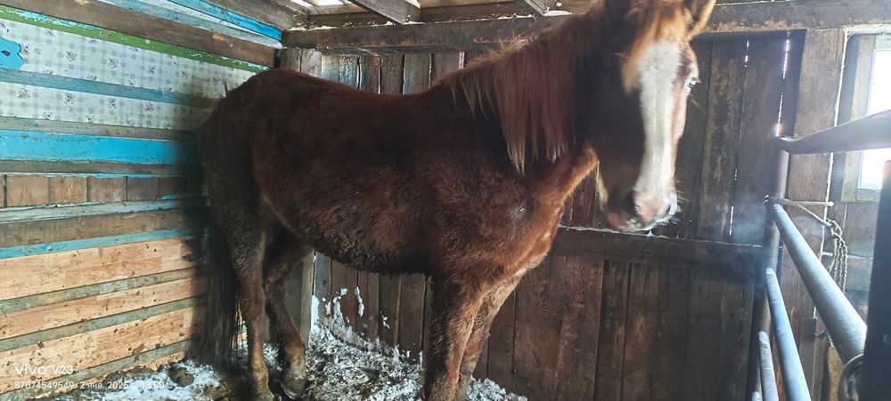 Продам Лошадь , Согым