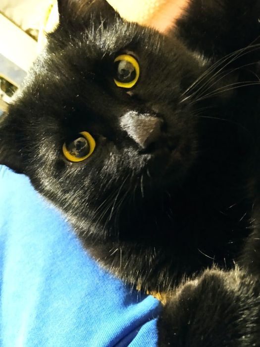 Кот британец ищет кошку