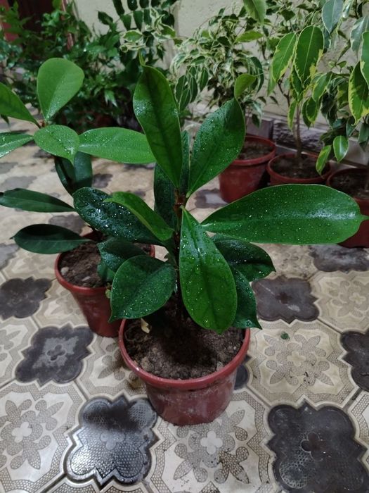 Комнатные цветы, растение, Гуллар, гул, Gul, Honaki gullar