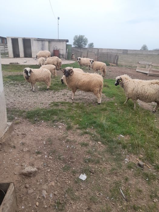 Vand berbec stramior