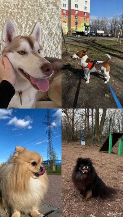 Передержка, зооняня для домашних животных