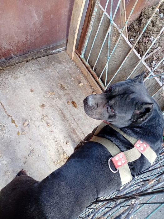 Продам Кане Корсо кабель